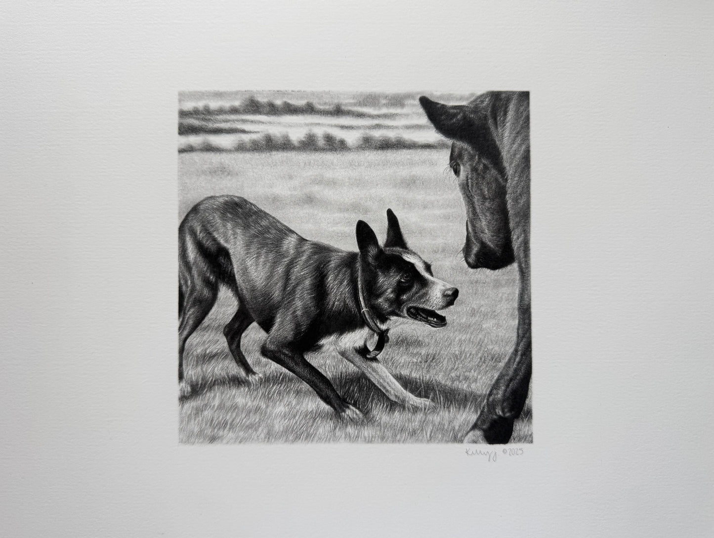 “Buddy” - border collie working cattle