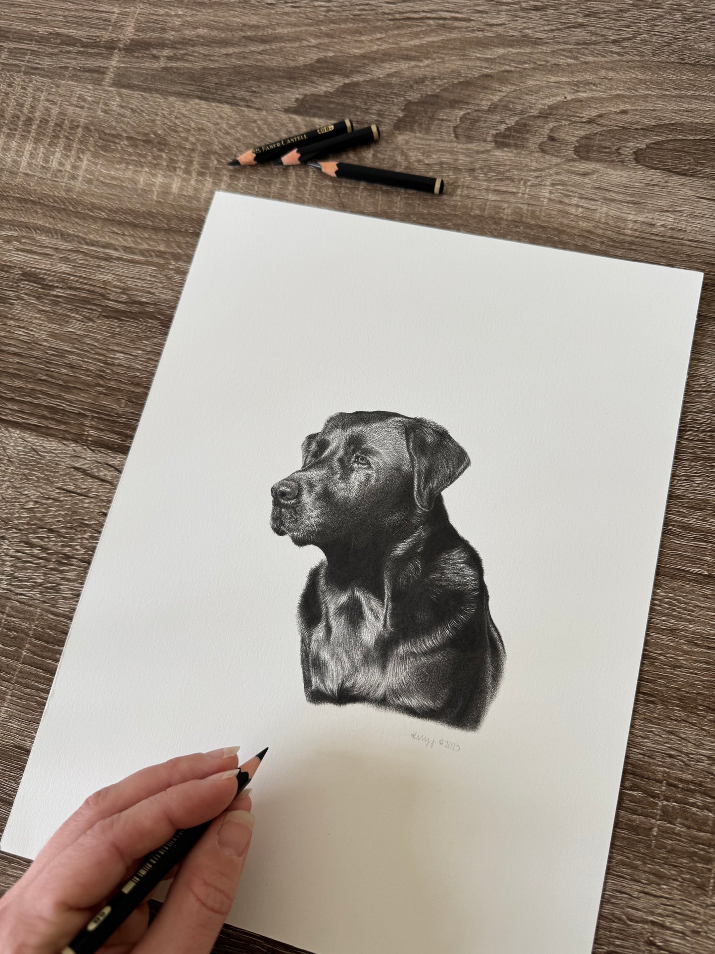 Jessie - black lab