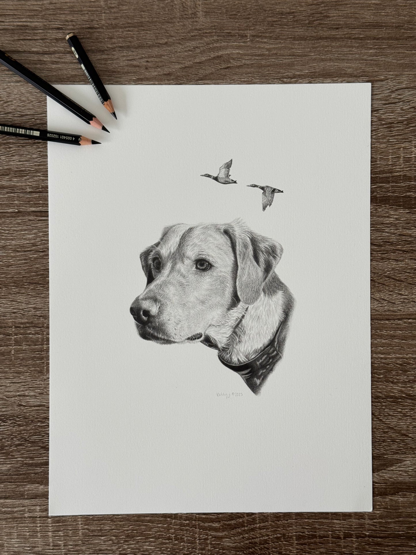 “Blu” - duck hunting Labrador
