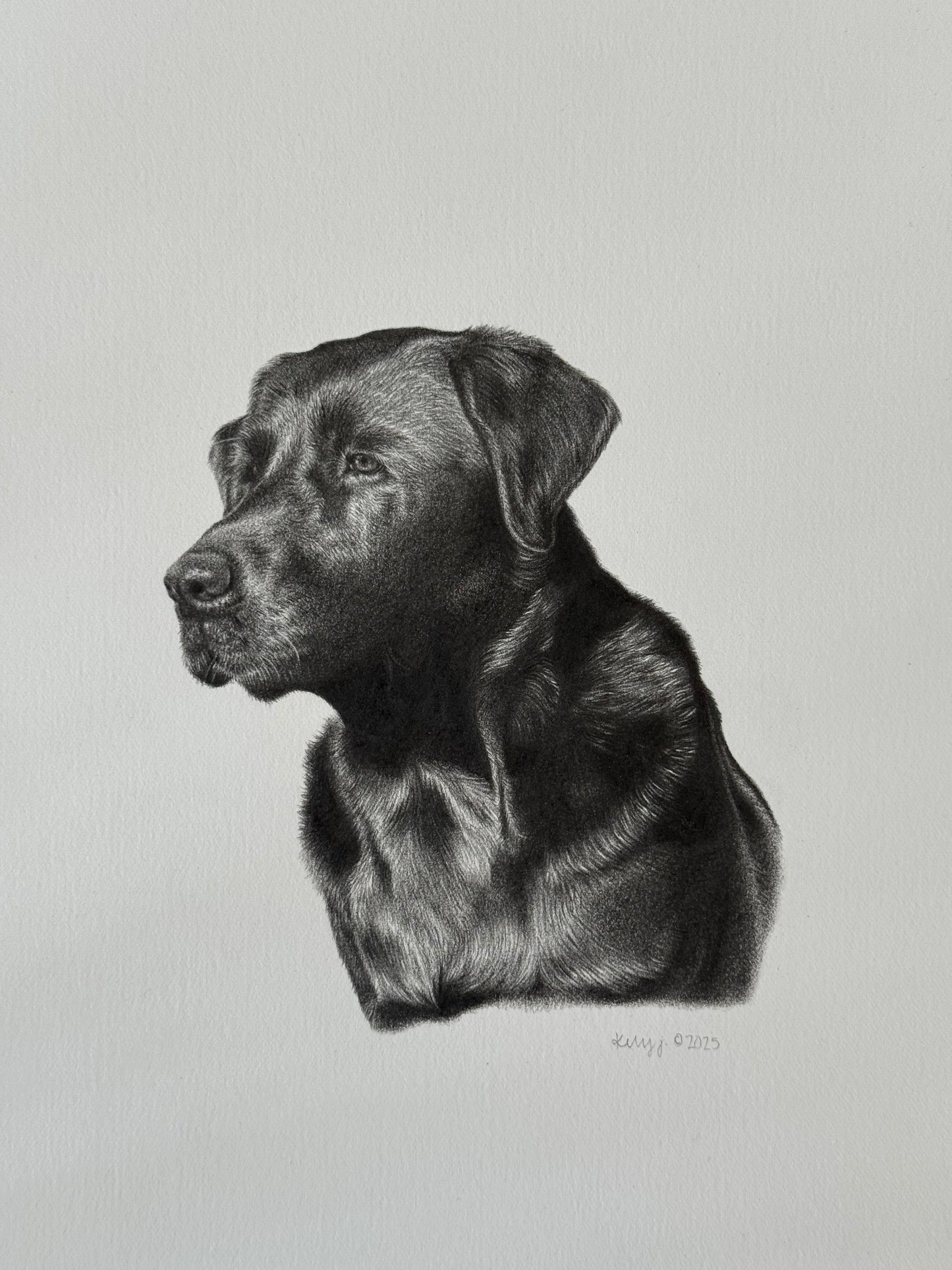 Jessie - black lab