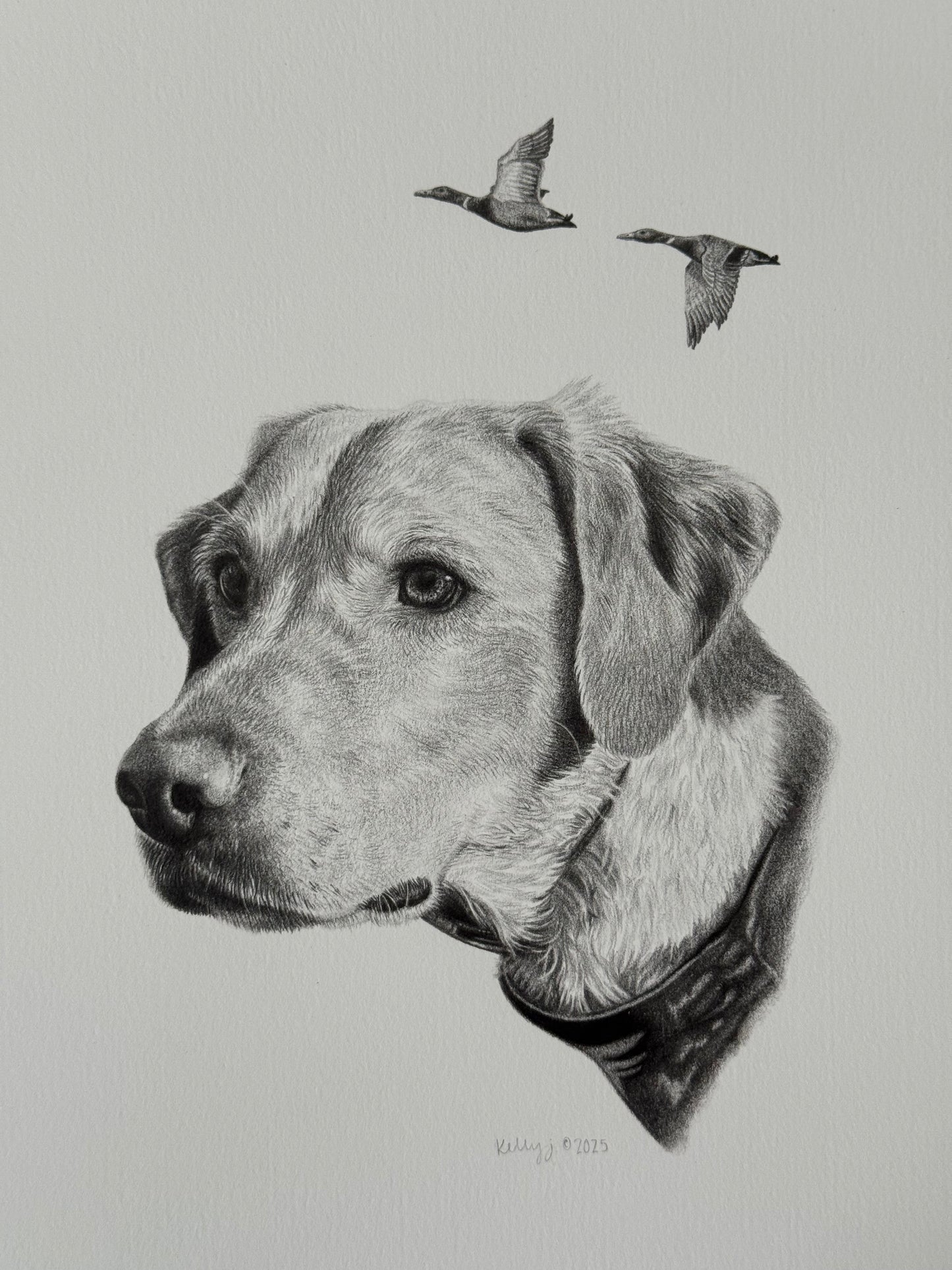 “Blu” - duck hunting Labrador