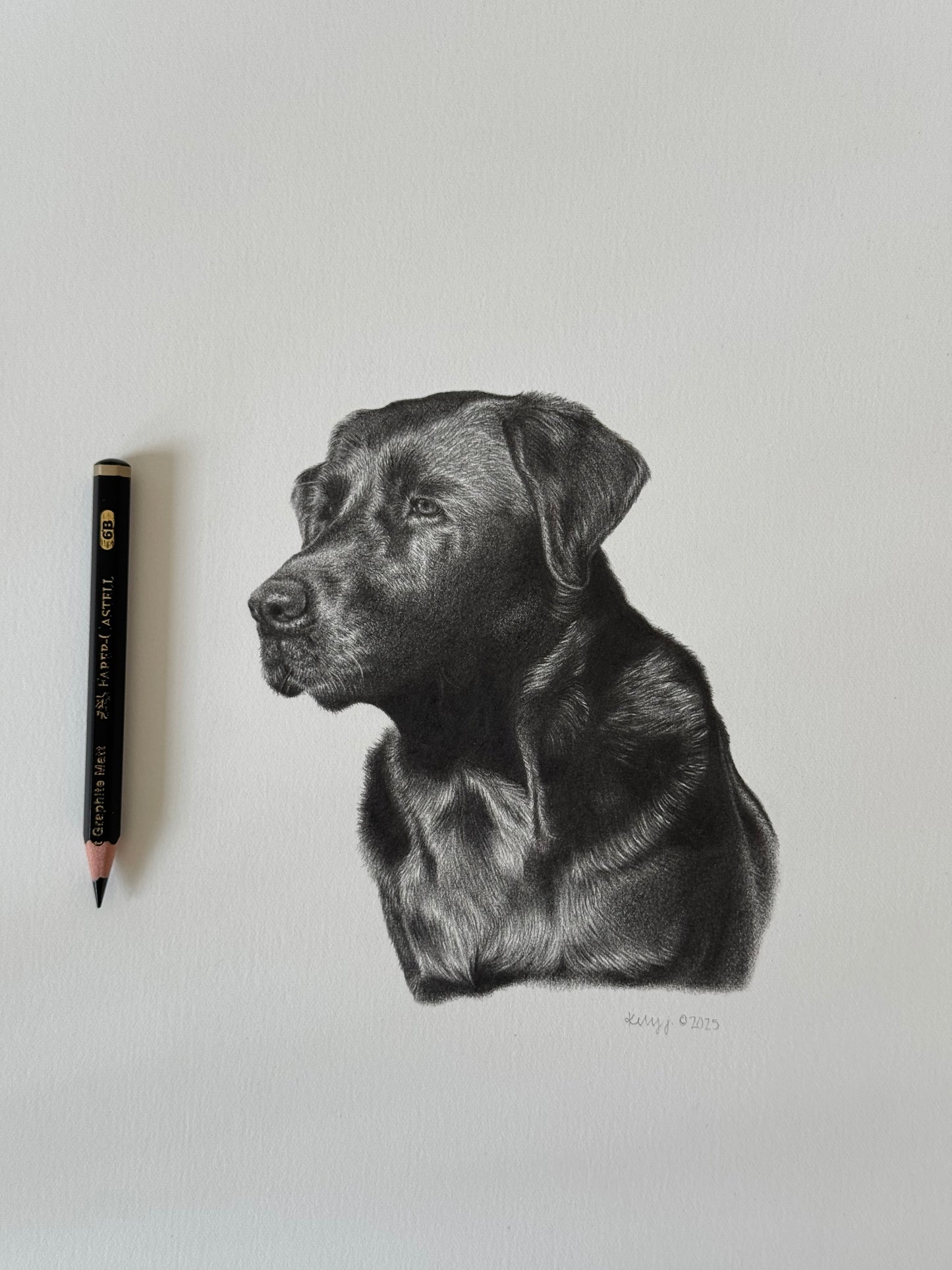 Jessie - black lab