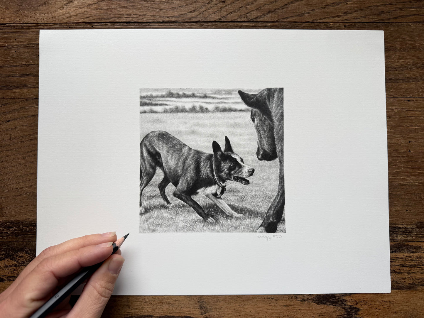 “Buddy” - border collie working cattle